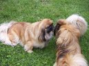 Photos: Pekingese (Dog standard) (pictures, images)