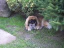 Photo: Pekingese (Dog standard)