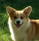 Photo: Pembroke welsh corgi (Dog standard)