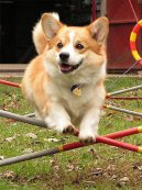 Photos: Pembroke welsh corgi (Dog standard) (pictures, images)