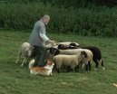 Photos: Pembroke welsh corgi (Dog standard) (pictures, images)