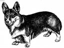 Photos: Pembroke welsh corgi (Dog standard) (pictures, images)