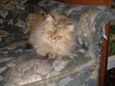 Photos: Persian (cat) (pictures, images)