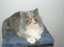 Photo: Persian (cat)