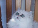 Photos: Persian (cat) (pictures, images)