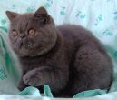 Photos: Persian (cat) (pictures, images)