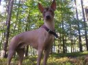 Photos: Peruvian hairless dog (Dog standard) (pictures, images)