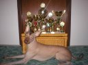 Photos: Peruvian hairless dog (Dog standard) (pictures, images)