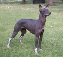 Photo: Peruvian hairless dog (Dog standard)