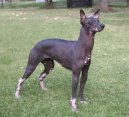 Photos: Peruvian hairless dog (Dog standard) (pictures, images)