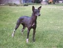 Photo: Peruvian hairless dog (Dog standard)