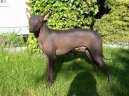 Photo: Peruvian hairless dog (Dog standard)