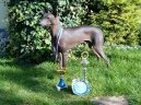 Photo: Peruvian hairless dog (Dog standard)