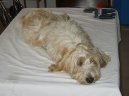 Photo: Petit basset griffon vendeen (Dog standard)