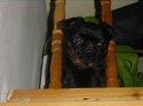 Photo: Petit brabancon (Dog standard)