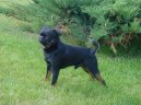 Photo: Petit brabancon (Dog standard)