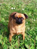 Photo: Petit brabancon (Dog standard)