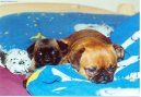 Photo: Petit brabancon (Dog standard)