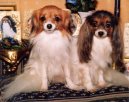 Photo: Phalene (Dog standard)