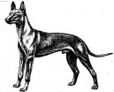 Photo: Pharaoh hound (Dog standard)