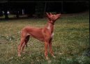 Photos: Pharaoh hound (Dog standard) (pictures, images)
