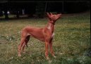 Photo: Pharaoh hound (Dog standard)