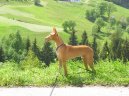 Photos: Pharaoh hound (Dog standard) (pictures, images)