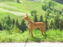 Photo: Pharaoh hound (Dog standard)