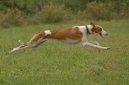 Photo: Podenco ibicenco (Dog standard)