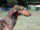 Photo: Polish greyhound (Dog standard)