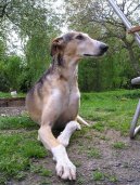 Photo: Polish greyhound (Dog standard)