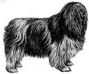 Photo: Polish lowland sheepdog (Dog standard)