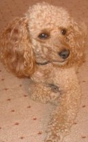 Photos: Poodle, caniche (Dog standard) (pictures, images)
