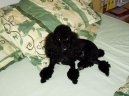 Photos: Poodle, caniche (Dog standard) (pictures, images)