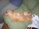 Photos: Poodle, caniche (Dog standard) (pictures, images)