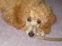 Photos: Poodle, caniche (Dog standard) (pictures, images)