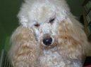 Photos: Poodle, caniche (Dog standard) (pictures, images)