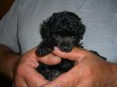 Photos: Poodle, caniche (Dog standard) (pictures, images)