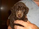 Photos: Poodle, caniche (Dog standard) (pictures, images)