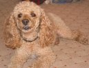Photos: Poodle, caniche (Dog standard) (pictures, images)