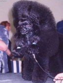Photos: Poodle, caniche (Dog standard) (pictures, images)