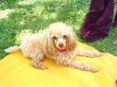 Photos: Poodle, caniche (Dog standard) (pictures, images)