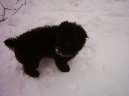 Photos: Poodle, caniche (Dog standard) (pictures, images)