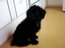 Photos: Poodle, caniche (Dog standard) (pictures, images)