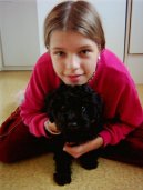 Photos: Poodle, caniche (Dog standard) (pictures, images)