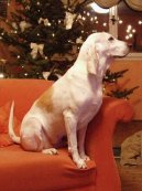 Photos: Porcelaine (Dog standard) (pictures, images)