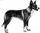 Photo: Portuguese podengo (Dog standard)