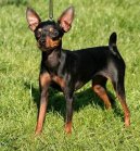 Photos: Prague ratter (Dog standard) (pictures, images)