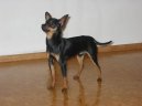 Photos: Prague ratter (Dog standard) (pictures, images)