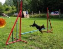 Photos: Prague ratter (Dog standard) (pictures, images)